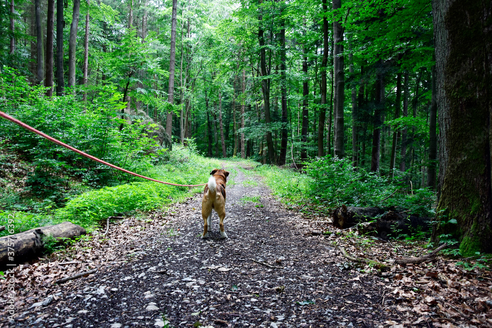 Waldspaziergang Hund